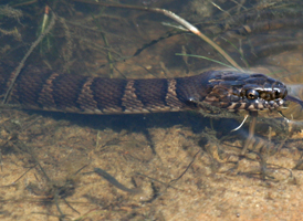 Common Water Snake
